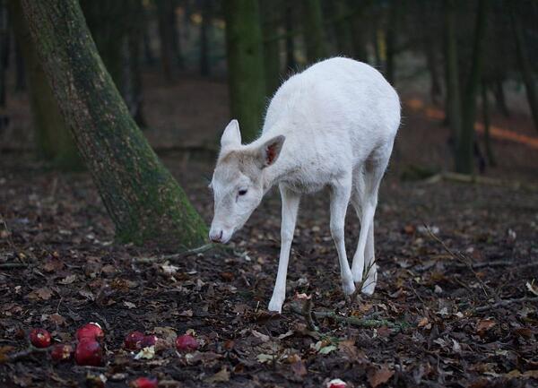 Bild vergrößern: Wildpark Malente - Rotwild (Albino)