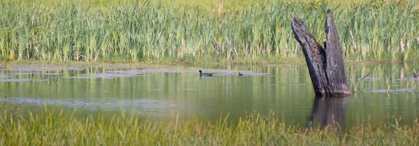 Bild vergrößern: Natur-Paradies Seen