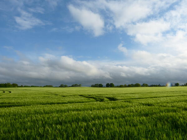 Weizenfeld