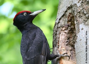 Ein Schwarzspecht kann bis zu 50 Zentimeter groß werden.