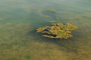 Bild vergrößern: Blick ins Wasser (Ostsee, See) mit Blaualgen