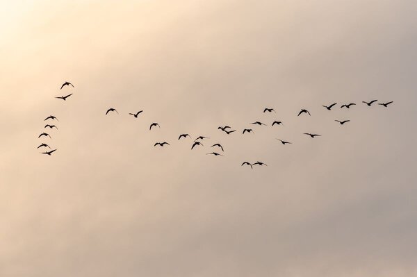 Bild vergr&ouml;&szlig;ern: Vogelfluglinie